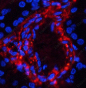 Иммунофлуоресценция, Phospho-Catenin beta (Ser37), ткань почки человека
