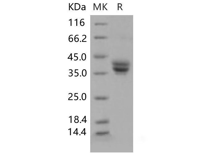 Валидация Elabscience PKSM040615(4601)