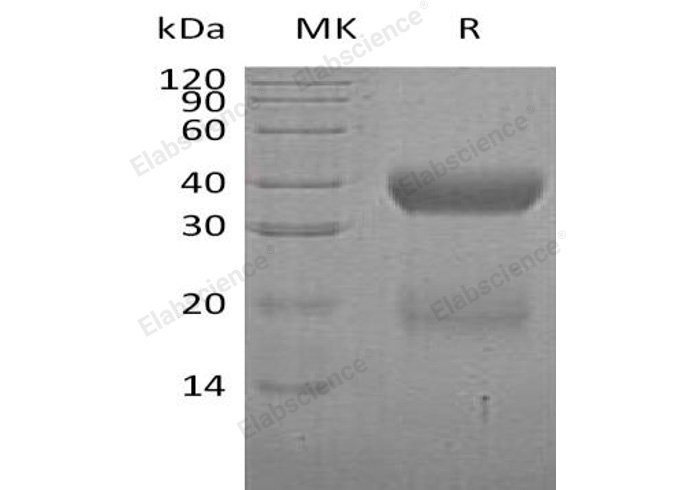 Валидация Elabscience PKSH033223(3567)