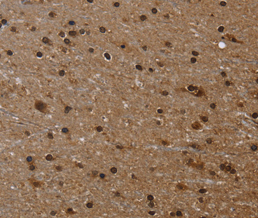 Валидация Elabscience E-AB-15040