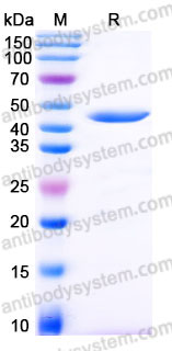 EHD03001, SDS-PAGE