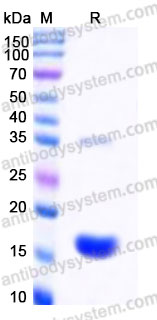 YHB02902, SDS-PAGE