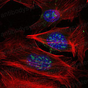 Валидация IF - AntibodySystem RHN10703
