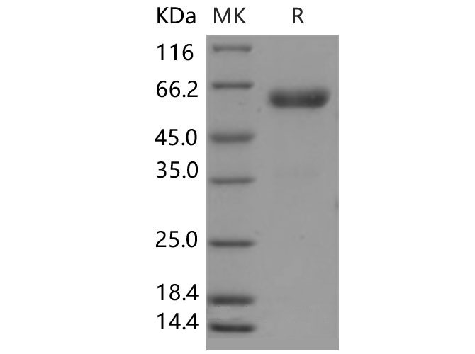 Валидация Elabscience PKSM040539(4529)