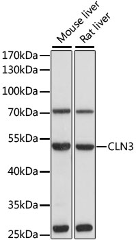 Валидация Elabscience E-AB-92144