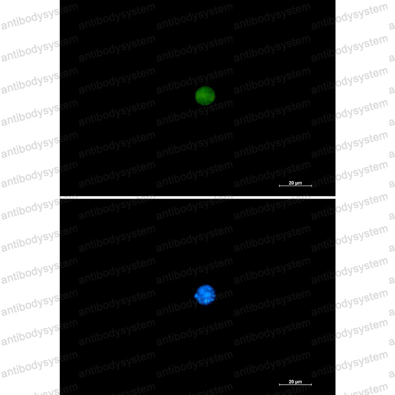 Валидация IF - AntibodySystem RHG57501