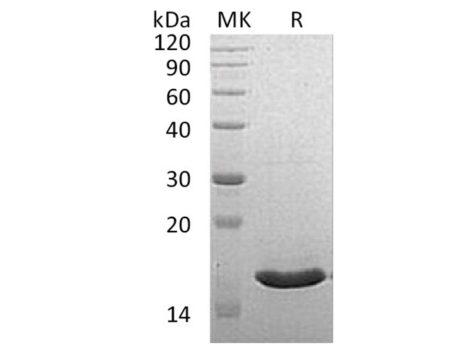 Валидация Elabscience PKSH033405(3732)