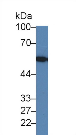 8746