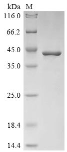 SDS-PAGE