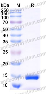 AHF36801, SDS-PAGE