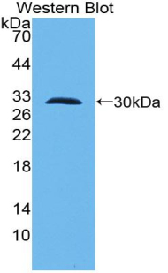 55803