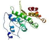 Membrane Spanning 4 Domains Subfamily A, Member 7 (MS4A7) Membrane Spanning 4 Domains Subfamily A, Member 7 (MS4A7)