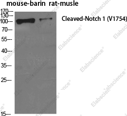 Вестерн-блоттинг, Cleaved-NOTCH1, ткань мозга мыши и мышцы крысы