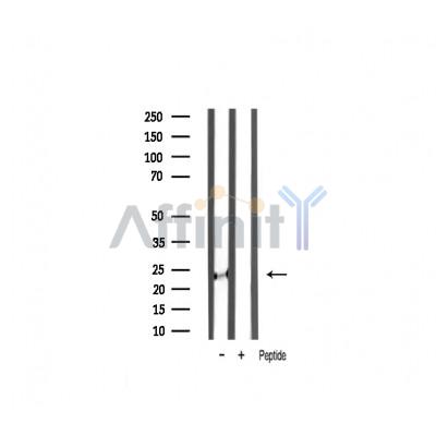 Валидация Affinity AF7008 - 4143