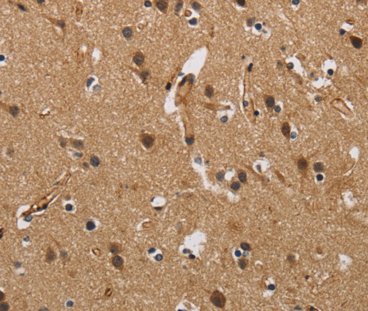 Валидация Elabscience E-AB-16526