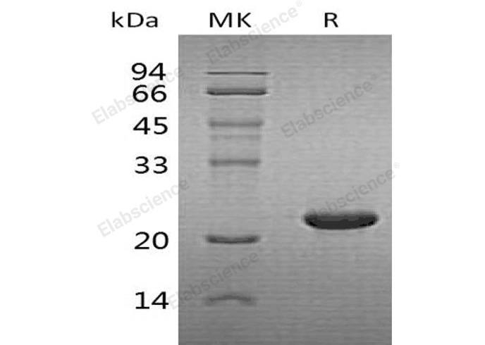 Валидация Elabscience PKSH032337(2828)
