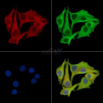 Валидация Affinity DF16060 - 12613