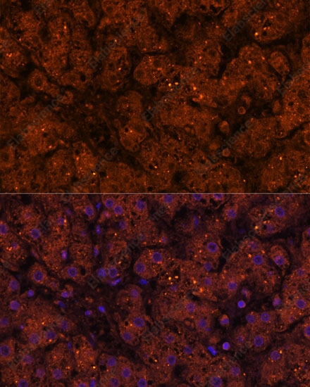 Иммунофлуоресценция, HMGCS2, ткань печени человека