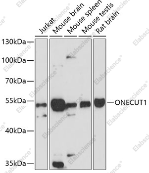 Вестерн-блоттинг, ONECUT1, различные клеточные линии
