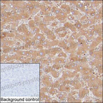 Валидация AntibodySystem RHC02103