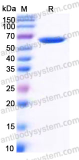 AHH02202, SDS-PAGE