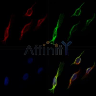 Валидация Affinity DF7149 - 18801