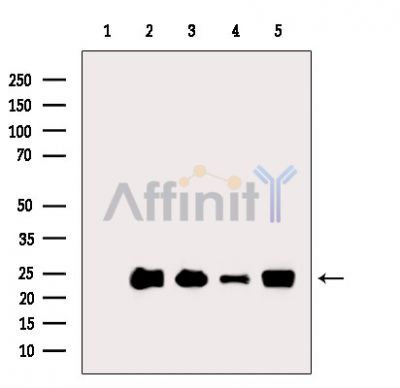 Валидация Affinity DF4092 - 15371