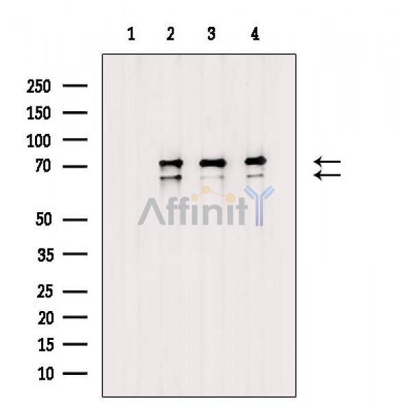Валидация Affinity AF6753 - 4000