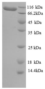 SDS-PAGE