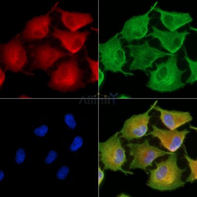 Валидация Affinity DF8993 - 21198