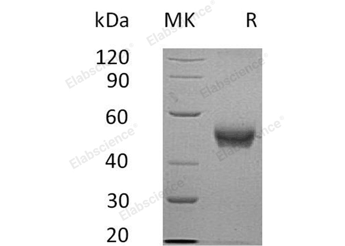 Валидация Elabscience PKSH033258(3597)