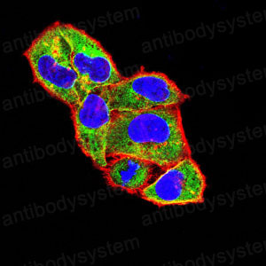 Валидация IF - AntibodySystem RHG20801