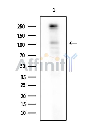 Валидация Affinity DF14157 - 9964