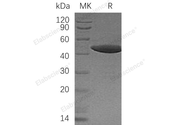 Валидация Elabscience PKSH032339(2830)