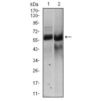 Валидация Affinity BF0034 - 5103