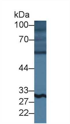 12510