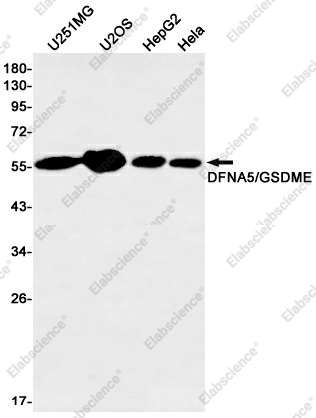 Вестерн-блоттинг, DFNA5/GSDME, клетки U251MG, U2OS, HepG2, HeLa