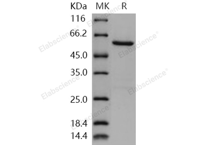 Валидация Elabscience PKSH031099(1885)