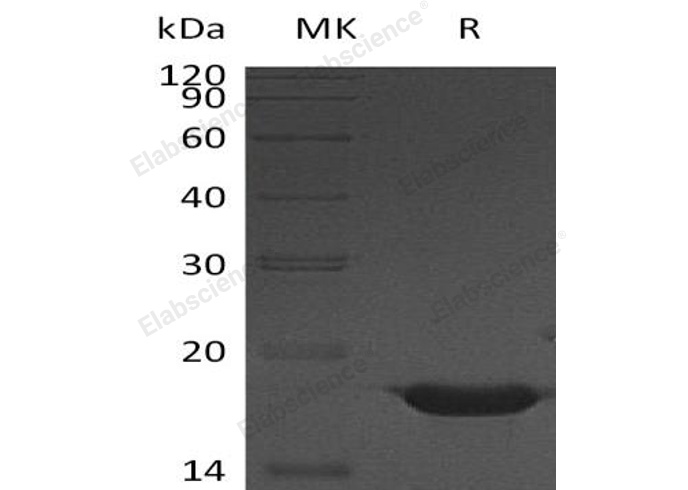 Валидация Elabscience PKSH033137(3496)