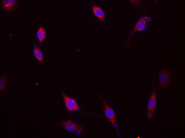 Валидация Elabscience D-AB-10190L