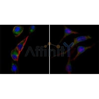 Валидация Affinity BF0444 - 5263