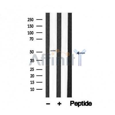 Валидация Affinity AF4750 - 2369