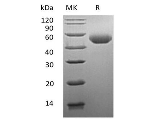 Валидация Elabscience PKSM041392(5270)