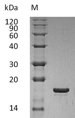 SDS-PAGE
