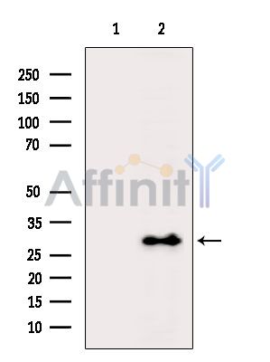 Валидация Affinity DF7204 - 18870