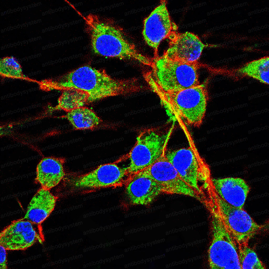 Валидация IF - AntibodySystem RHA36103