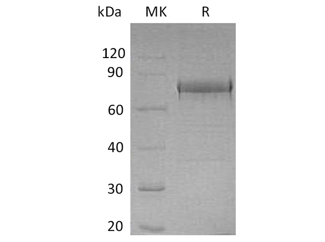 Валидация Elabscience PKSH033690(3970)