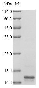 SDS-PAGE