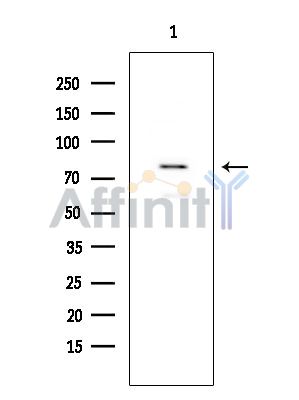 Валидация Affinity AF4082 - 2142