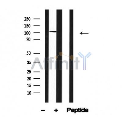 Валидация Affinity AF4695 - 2311